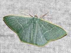 Thalassodes quadraria