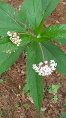 Asclepias pringlei