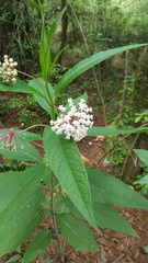 Asclepias pringlei