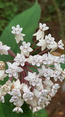 Asclepias pringlei