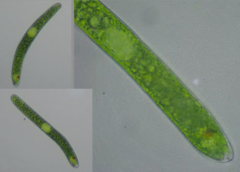 Euglena ehrenbergii
