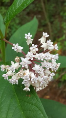Asclepias pringlei