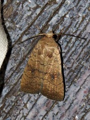 Caradrina tenebrata