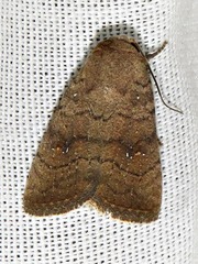 Caradrina tenebrata