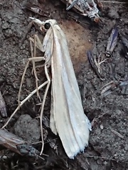 Orocrambus lewisi