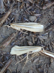 Orocrambus lewisi