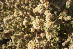 Minthostachys mollis