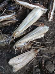 Orocrambus lewisi