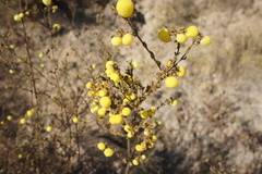 Calceolaria inamoena