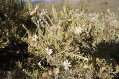 Diplostephium meyenii