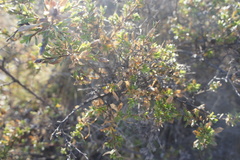 Lophopappus berberidifolius