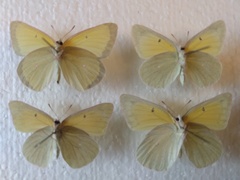 Colias alexandra