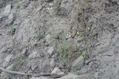 Mostacillastrum gracile