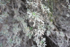 Polylepis rugulosa