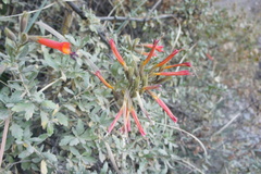 Cantua candelilla