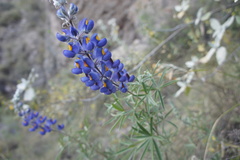 Lupinus paniculatus