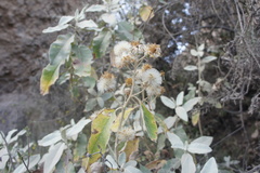 Nordenstamia longistyla