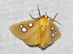 Rhanidophora cinctigutta