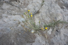 Senecio phylloleptus