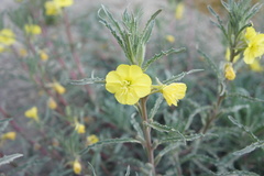Oenothera arequipensis