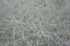 Eremocharis hutchisonii