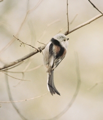 Aegithalos caudatus