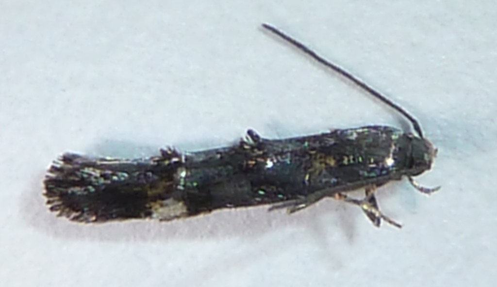 Mompha sexstrigella