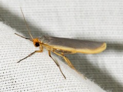 Sozusa scutellata