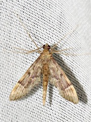 Duponchelia lanceolalis