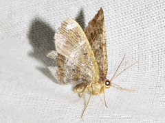Chiasmia confuscata