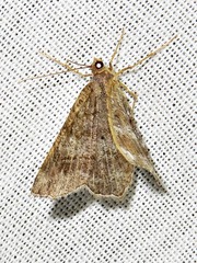 Chiasmia confuscata