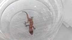 Hemidactylus turcicus