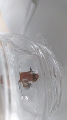 Hemidactylus turcicus