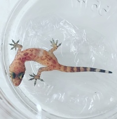 Hemidactylus turcicus