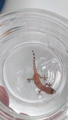Hemidactylus turcicus