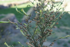 Nicotiana paniculata