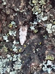 Crypsitricha stereota