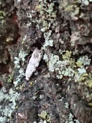 Crypsitricha stereota