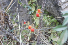 Calceolaria pisacomensis