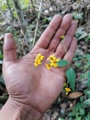 Hymenostephium tenue