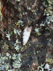 Crypsitricha stereota