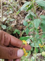 Hymenostephium tenue