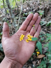 Hymenostephium tenue