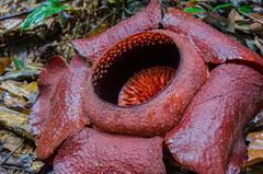 Rafflesia kerrii