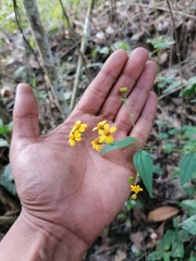 Hymenostephium tenue
