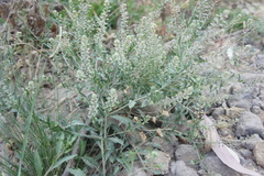 Lepidium chichicara