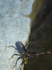 Dorcacerus barbatus