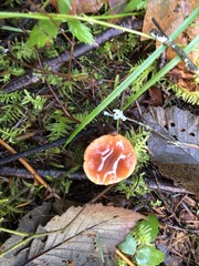 Lactarius subflammeus