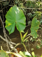 Montrichardia linifera