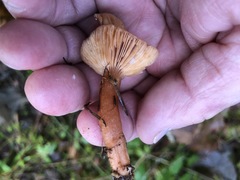 Lactarius subflammeus